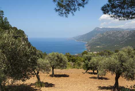 Olivovníky u moře